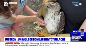 L'aigle de Bonelli retrouvé à la gare Saint-Charles de Marseille est soigné dans le Vaucluse