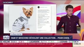 Le Buzz du Biz: H&M et Moschino dévoilent une collection pour chien - 12/09