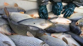 Des pêcheurs chargent des carpes sur leur bateau, le 31 octobre 2014 en République tchèque (photo d'illustration).