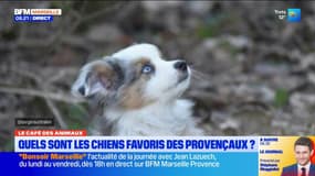 Le Café des Animaux: quels sont les chiens favoris des Provençaux?