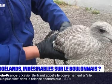 Boulogne-sur-Mer: comment la ville s'organise pour lutter contres les nuisances provoquées par les goélands
