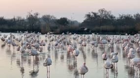Flamants roses au Parc ornithologique Pont de Gau en janvier 2022