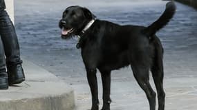 Le chien adopté par le président Emmanuel Macron, Nemo.