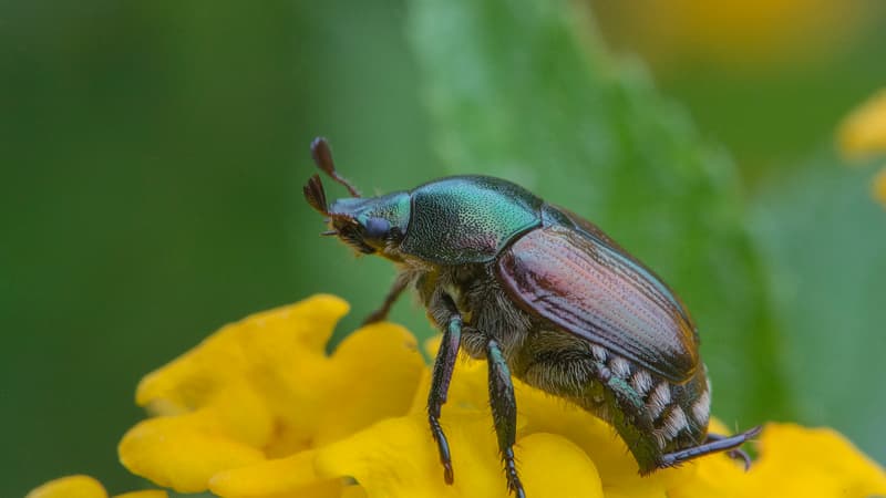 "Le scarabée japonais représente une menace pour des centaines d'espèces de végétaux", alerte l'Anses dans un communiqué publié le 13 juin 2022.
