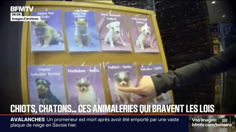 Certaines animaleries continuent de vendre illégalement des chiens et des chats alerte 30 Millions d'Amis