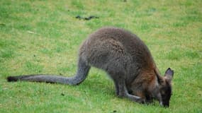 Un walabi dans l'herbe - illustration