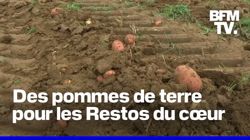 Dans la Somme, 100 tonnes de pommes de terre distribuées aux Restos du CSur