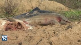 85 dauphins échoués en quatre jours