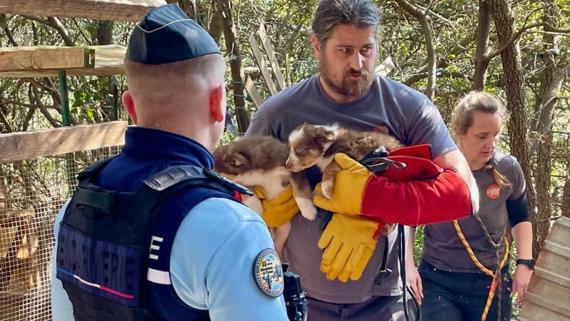 Plus de 820 animaux sauvés: un élevage clandestin démantelé dans le Var