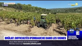 Var: des difficultés d'embauche pour les vendanges au Brûlat