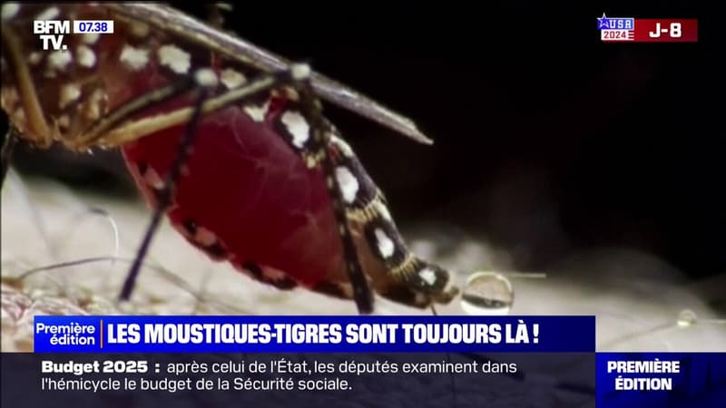 En plein mois d'octobre, 78 départements sont concernés par le moustique tigre