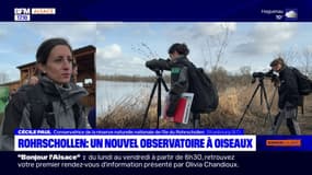 Bas-Rhin: un nouvel observatoire à oiseaux à Rohrschollen
