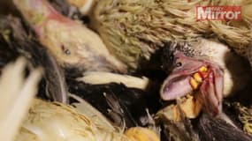 Une vidéo diffusée par le tabloïd britannique "The Daily Mirror" montre des maltraitances sur des oies et des canards, affirmant que les images ont été tournées dans des fermes françaises de production de foie gras. 