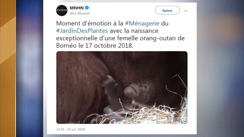 La petite femelle orang-outan née la semaine dernière a été baptisée Java.