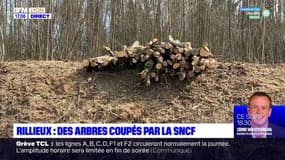 Rillieux : des arbres coupés par la SNCF