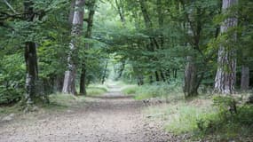 La forêt de Fontainebleau