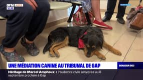 Une médiation canine au tribunal de Gap