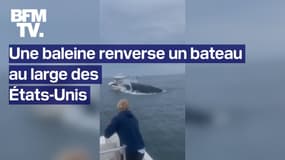 Une baleine renverse un bateau au large des États-Unis