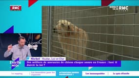 Michel, passionné de rottweiler, explique pourquoi il refuse de mettre une muselière à son chien