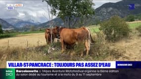 Hautes-Alpes: malgré le retour de la pluie, les agriculteurs souffrent toujours de la sécheresse