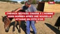 Chevaux mutilés: chasse à l'homme hors normes après une nouvelle attaque en Côte-d'Or
