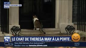 Le chat de Theresa May se retrouve coincé dehors, un gardien intervient alors