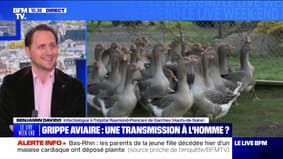 Grippe aviaire : "énorme inquiétude" de l'OMS - 20/04