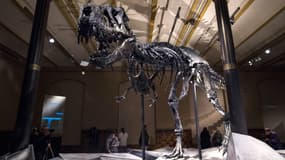 Squelette de tyrannosaure, au musée d'histoire naturelle de Berlin.