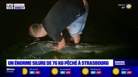 Un silure de 76kg pêché à Strasbourg