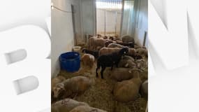 Une quarantaine de moutons ont été découverts ce dimanche dans un appartement du quartier des Liserons à Nice