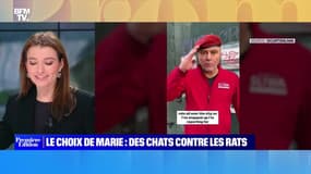 Le choix de Marie : Des chats contre les rats - 11/01