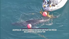 Australie: un baleineau sauvé d'un filet de pêche