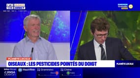 Planète Locale du lundi 22 mai 2023 - Oiseaux : baisse de 30% des populations 