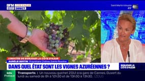 Côte d'Azur: la pluie a revigoré les vignes de la région