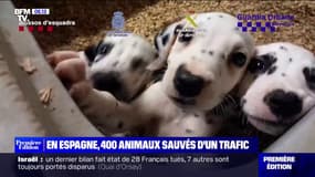 En Espagne, 400 animaux sauvés d'un trafic par la police