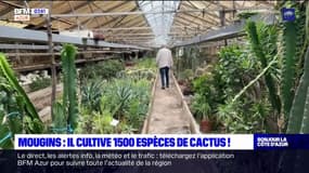 Mougins: un homme collectionne les cactus depuis 60 ans
