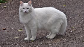 Chat blanc ressemblant à Calinou.