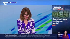 Comment bien choisir son sapin? BFMTV répond à vos questions 