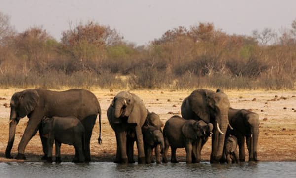 Eléphants d'Afrique Eléphants d'Afrique