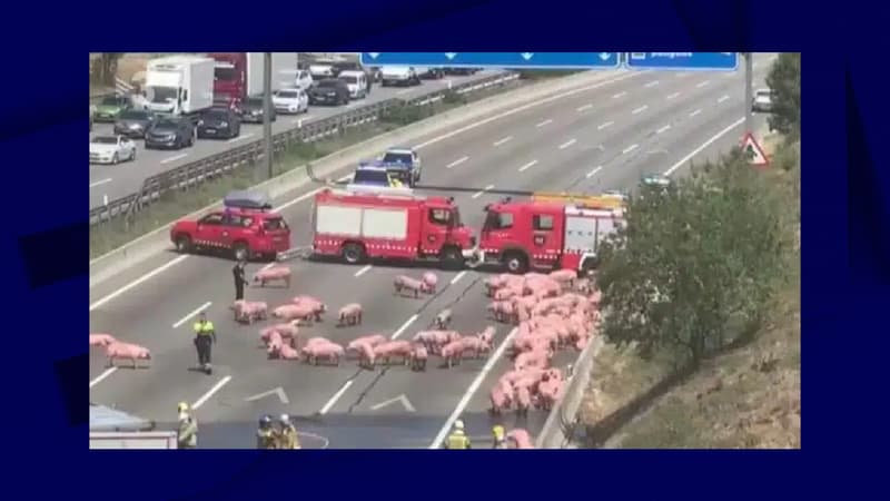 Espagne: un accident libère des dizaines de cochons d'un camion, l'autoroute fermée plusieurs heures