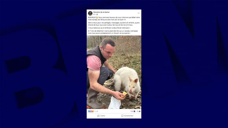 Le wallaby blanc du Domaine de la Ganne, dans l'Allier, a été retrouvé ce jeudi 20 mars par ses propriétaires, quelques heures après sa fugue.