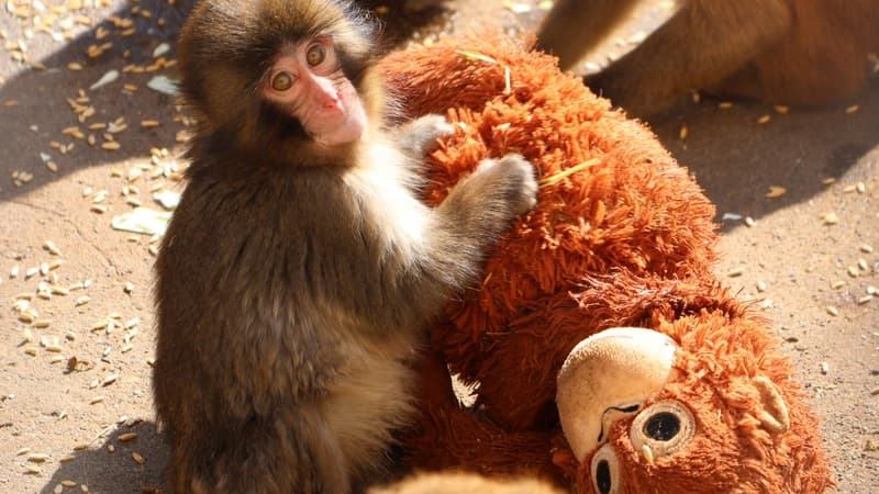 Un bébé singe rejeté par sa mère s'attache à une peluche IKEA: la marque en fait une publicité