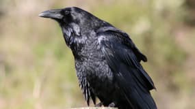 Un couple risque une contravention pour avoir libéré un corbeau pris au piège dans une cage.