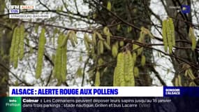 Alsace: alerte rouge aux pollens