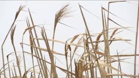 Des brins de Miscanthus, dans la commune de Bernwiller, en Alsace