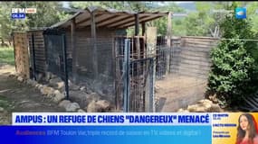 Ampus: un refuge de chiens "dangereux" menacé