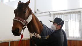 Vésuve de Brekka, cheval offert par Emmanuel Macron à Xi Jinping, le 12 janvier 2018 à Pékin. 
