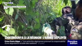 Chikungunya à La Réunion: plus de 100.000 cas estimés, l'armée déployée