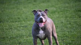 Un chien de type pitbull. (photo d'illustration)
