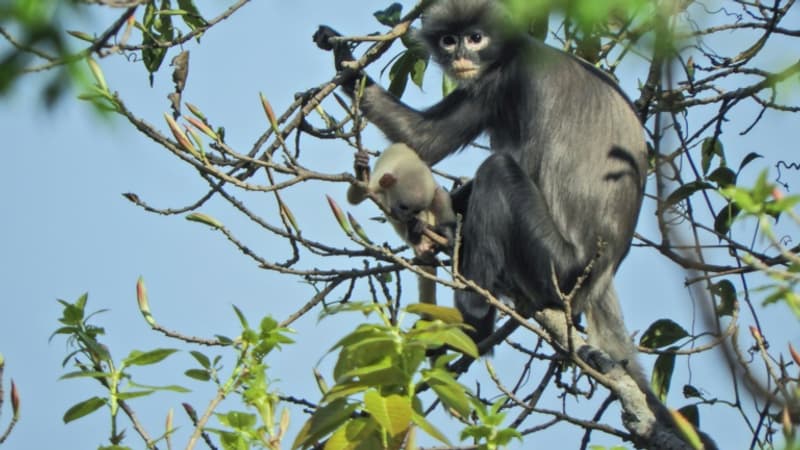 Variole du singe: l'OMS déplore des attaques contre des primates au Brésil